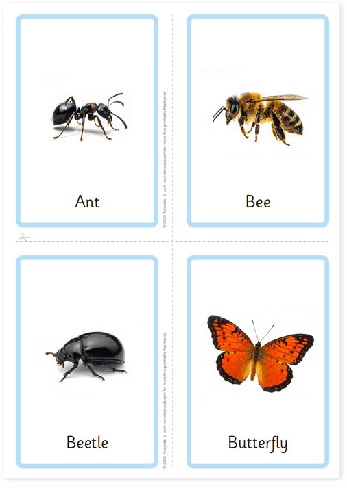 Free Insects flashcards