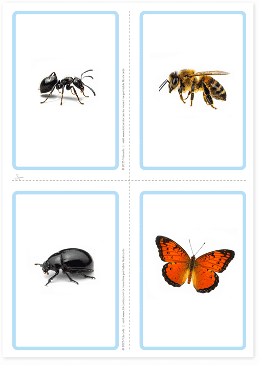 Free Insects flashcards