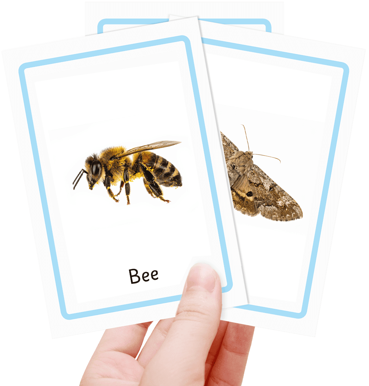 Free insects flash cards