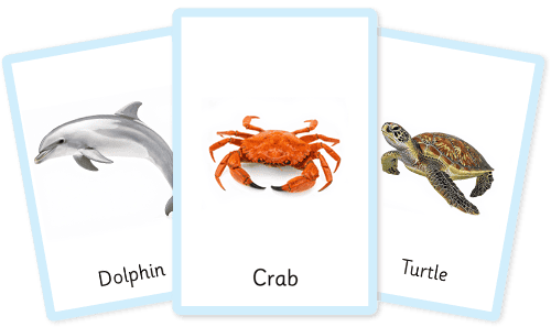 Under the sea flashcards